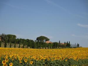 a field of sunflowers on a sunny day at Le More E I Gelsomini in Villastrada