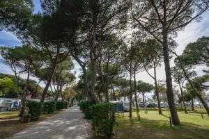 uma estrada alinhada com árvores num parque em Camping Village Bocche D'Albegna em Albinia