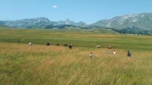 a group of people walking in a field with animals at Karadžić in Žabljak