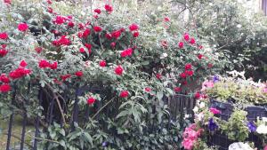 A garden outside El Giardino delle Rose.....