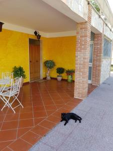 un gato negro tirado en el suelo de un patio en B&B La Coccinella, en Amaseno