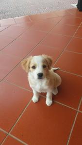 a small brown and white dog sitting on a red floor at B&B La Coccinella in Amaseno