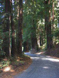 a road in the middle of a forest with trees at Pescadero Creek Inn in Pescadero