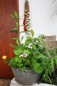 Zahrada ubytování Mini suite alla Cascata