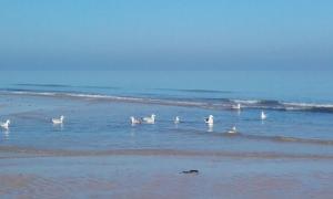 a group of birds standing in the water on a beach at NEPTUNE in Lion-sur-Mer +2 photos
