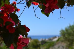 a bunch of red flowers hanging from a tree at Paleochori Studios in Paliochori