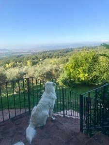 un perro blanco parado en un balcón con vistas en Agriturismo Campo al Crognolo en Sassofortino