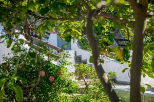 A garden outside ILIOCHARI sea view apartments Oropos - Kalamos