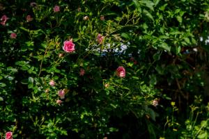 A garden outside ILIOCHARI sea view apartments Oropos - Kalamos