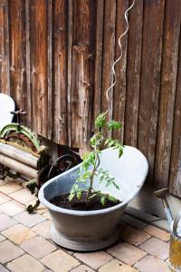a potted plant in a bath tub next to a wooden fence at Pia Fewo Günzburg in Günzburg