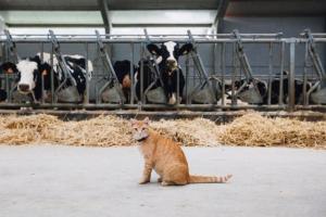 a cat sitting in front of a group of cows at Apartamentos El Castañeu in Corao