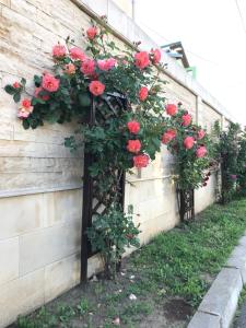 Zahrada ubytování Casa Nursil