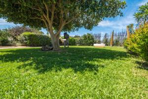 a tree in the middle of a grass field at B&B Le Dune - Self Check in in Lascari