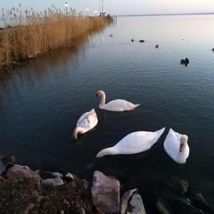 Tres cisnes blancos nadando en el agua cerca de la costa en Tóth nyaraló, en Balatongyörök