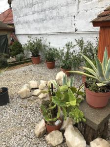 Vonkajšia záhrada v ubytovaní Hív-Lak Apartman