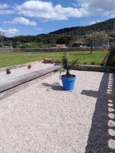 a plant in a blue pot sitting on a pile of gravel at La Clinica in Ballota