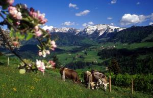 FeWo "Staufner Domizil" Oberstaufen في اوبرستوفن: بقرتان ترعى على تلة مع جبال في الخلفية