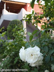 A garden outside Calypso Apartments