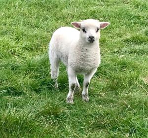 Pet or pets staying with guests at Creag Dubh Bed & Breakfast 