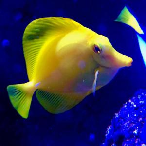 a yellow fish swimming in an aquarium at Ramada by Wyndham Edmonton Yellowhead NW in Edmonton