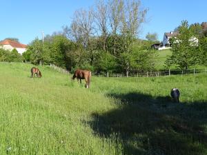 three horses grazing in a field of grass at Monteurwohnung in Warstein in Warstein +6 photos
