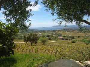 a view of a vineyard from a hill with a tree at Holiday Home Les Vignes by Interhome in Saint-Côme