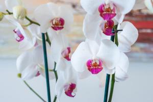 Foto de la galeria de Ianthe Home a Adamas 27 fotos més