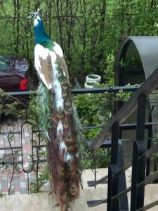 un pavo real parado en la parte trasera de una valla en Pensiunea Catering Bio Concept SRL, en Mărăcineni