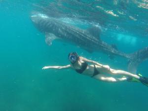 a woman swimming in the water with a whale shark at Club Cantamar Beach Hotel & Marina in La Paz