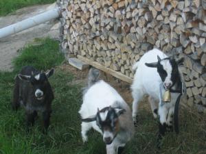Zvieratá na farme alebo blízkom okolí