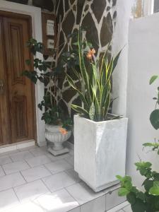 a large concrete planter with a plant in it at Résidence ARCHANGE in Pointe-Noire