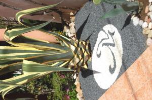 a plant on the side of a rock with a shadow at Vila Montenegro in Dobra Voda