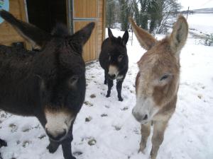 a group of three horses standing in the snow at La Boulonne in Festigny