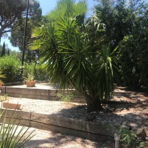 Zahrada ubytování Saint tropez -parc oasis