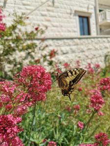 una mariposa sentada encima de flores rosas en Apartments Fani, en Bol