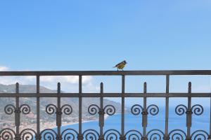 un uccello seduto sulla ringhiera di un balcone di Hotel "La Pensione Svizzera" a Taormina