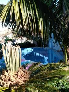 a palm tree next to a swimming pool at Canto da Manu Panoramic in Calheta