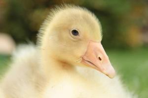 Tiere in der Ferienwohnung oder in der Nähe