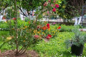 a garden with colorful flowers in a yard at Apartments Vila Masha in Petrovac na Moru