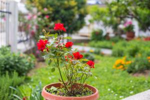 a pot with red flowers in a garden at Apartments Vila Masha in Petrovac na Moru