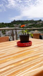 Eine Blume in einem Topf auf einem Tisch in der Unterkunft Hotel The First in Gjirokastër