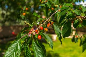 Photo de la galerie de l'établissement Vila Milla, à Premantura