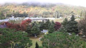 a bridge with a train on it in a forest at Starvill Pension in Pyeongchang