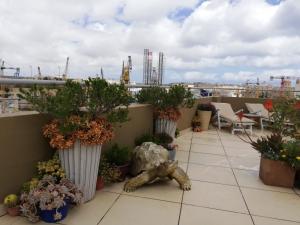 een balkon met planten in vazen op een dak bij Three Cities Apartments in Cospicua