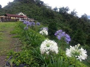 un jardín con flores blancas y moradas en una colina en Yun Waterfall Valley Homestay, en Fanlu