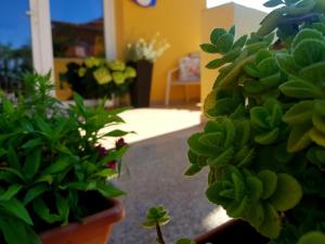 Zahrada ubytování B&B L'Arcobaleno