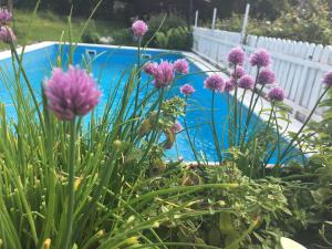 a bunch of purple flowers in front of a pool at Ferienwohnungen Gasser in Baldramsdorf