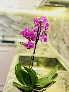 een paarse bloem in een vaas op een tafel bij Spacious and Bright Maisonette Varna Center in Varna