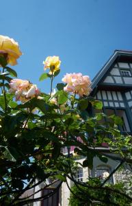 un árbol con flores rosas y amarillas delante de un edificio en Villa Beckmann, en Gengenbach