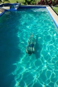 a bear in the water in a swimming pool at La Rochér Eco Retreat in Stokers Siding